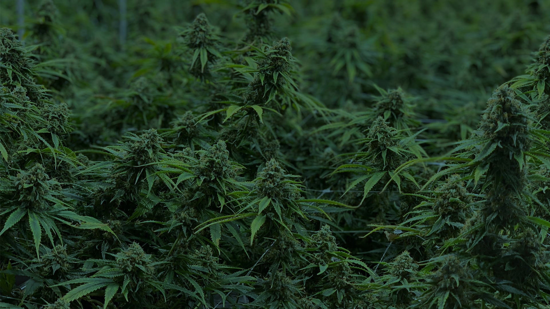 Temescal Wellness Medical Cannabis in Dover & Lebanon NH